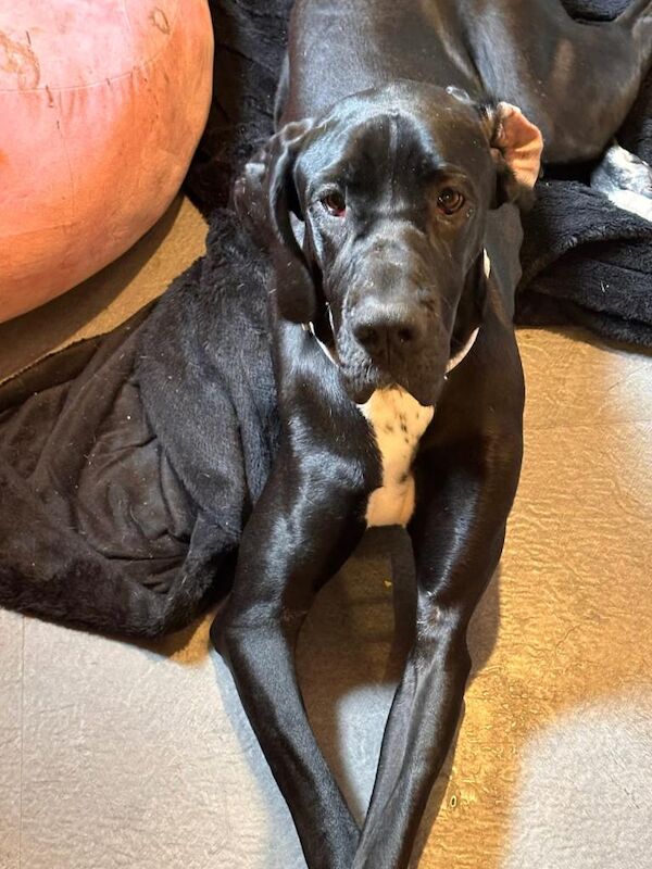 Olympian great dane - Image 6 of 6
