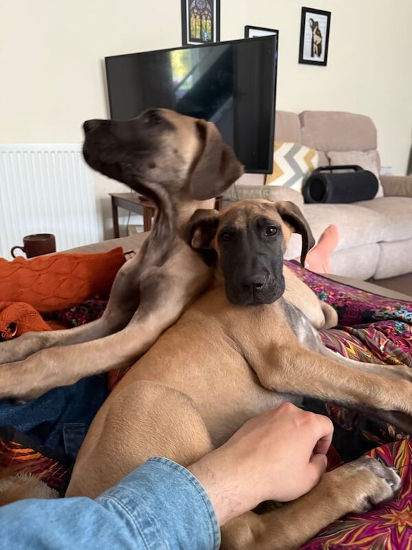 Great Dane puppies for sale in New Galloway, The Stewartry of Kirkcudbright – 3 months old