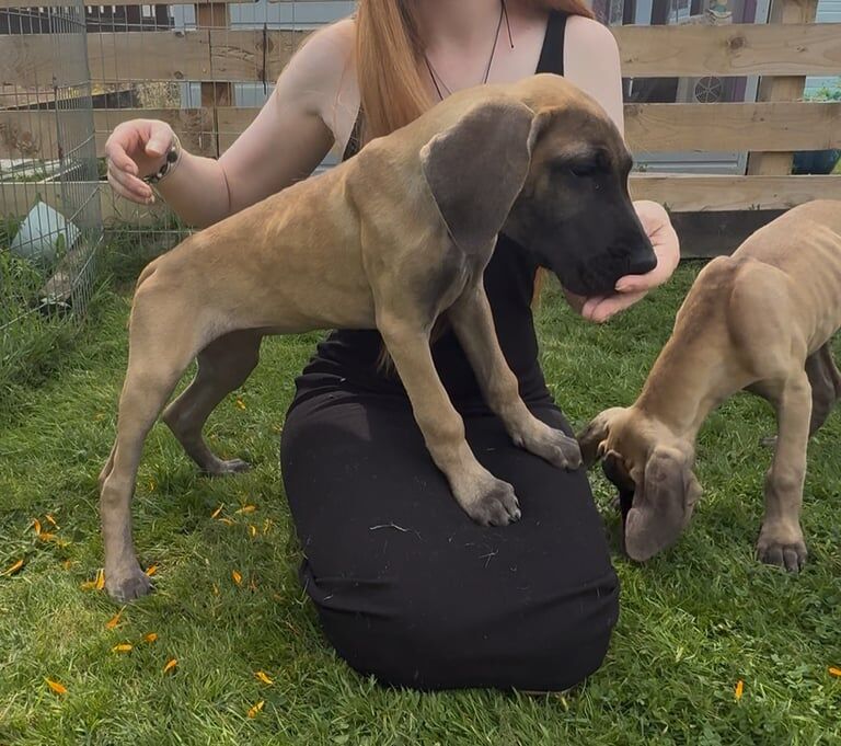 Great Dane puppies for sale in New Galloway, The Stewartry of Kirkcudbright – 3 months old - Image 2 of 3