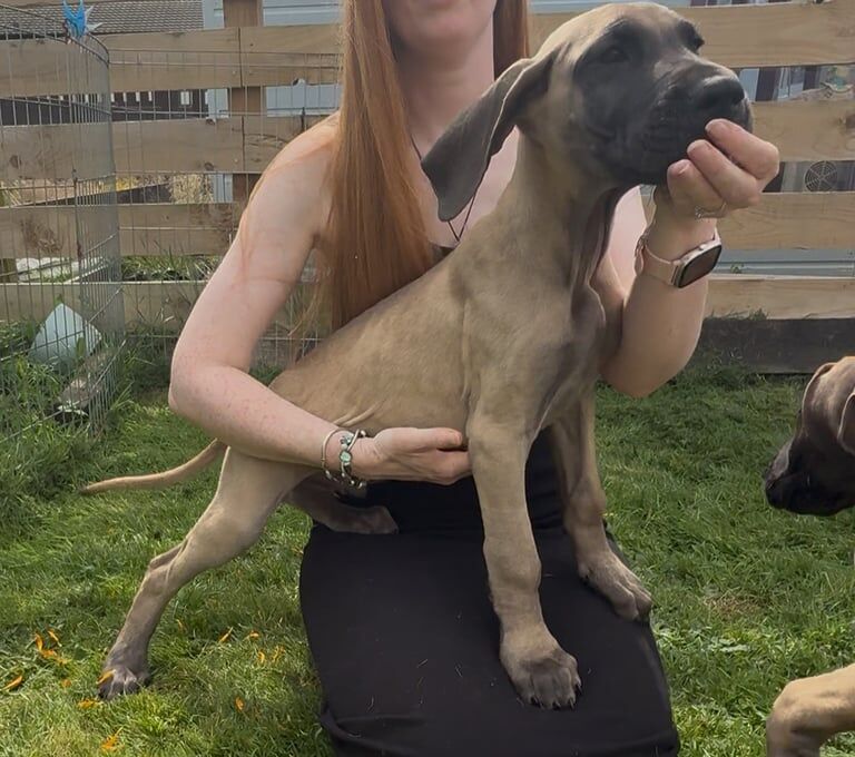 Great Dane puppies for sale in New Galloway, The Stewartry of Kirkcudbright – 3 months old - Image 3 of 3