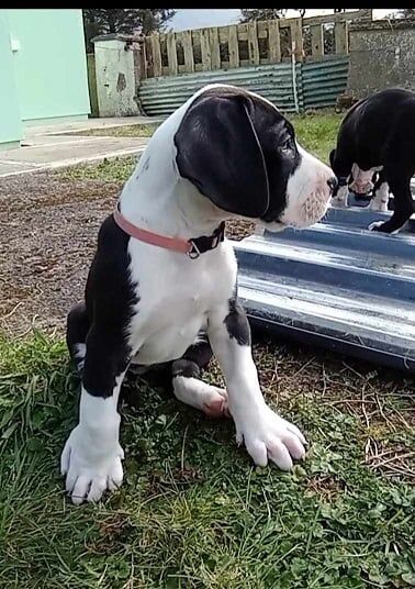 Pedigree KC Registered Great Dane puppies for sale in Belleek, County Fermanagh