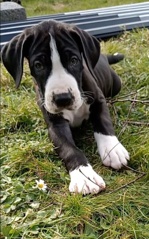 Pedigree KC Registered Great Dane puppies for sale in Belleek, County Fermanagh | Image 2