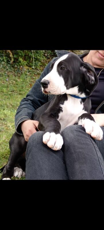Pedigree KC Registered Great Dane puppies for sale in Belleek, County Fermanagh | Image 3