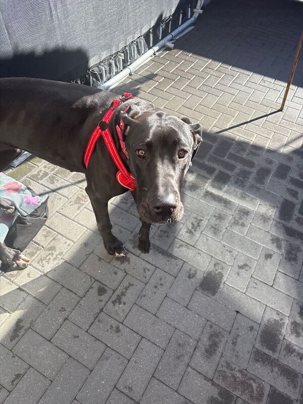 Great Dane Puppies For Sale Under £1,000