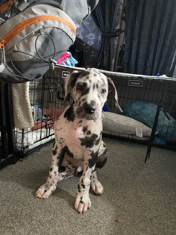 Two harlequin Great Dane puppies