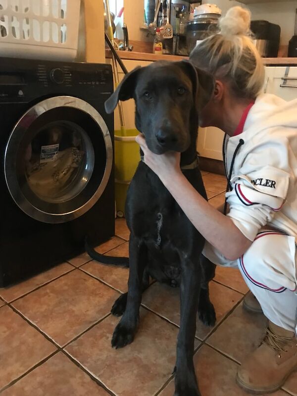 Great Dane puppies for sale in Colchester, Essex – 7 months old