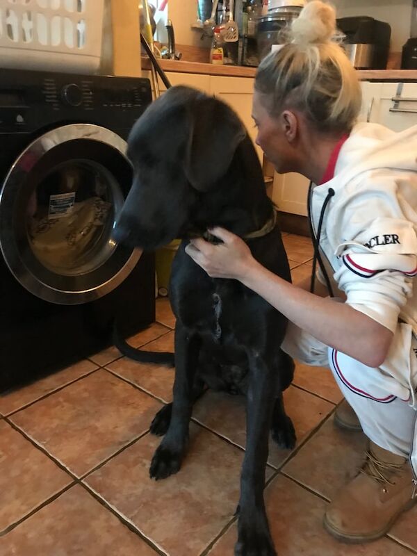 Great Dane puppies for sale in Colchester, Essex – 7 months old - Image 2 of 3