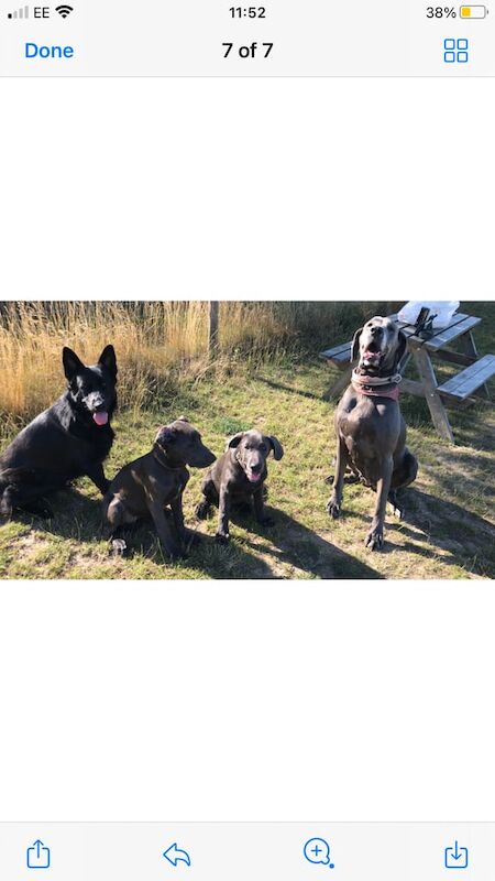 Great Dane puppies for sale in Colchester, Essex – 7 months old - Image 3 of 3