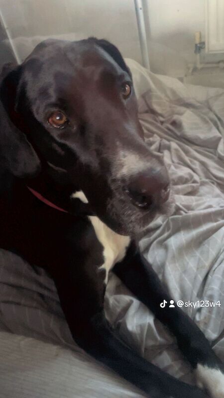 Kylie watson - Private Seller on Great Dane Owners - Image 1