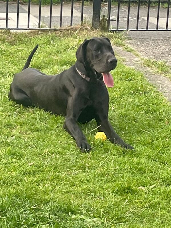Kylie watson - Private Seller on Great Dane Owners - Image 2